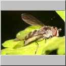 Meliscaeva auricollis - Schwebfliege w07.jpg